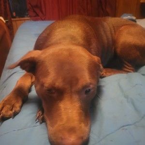 Meet your Posher, James